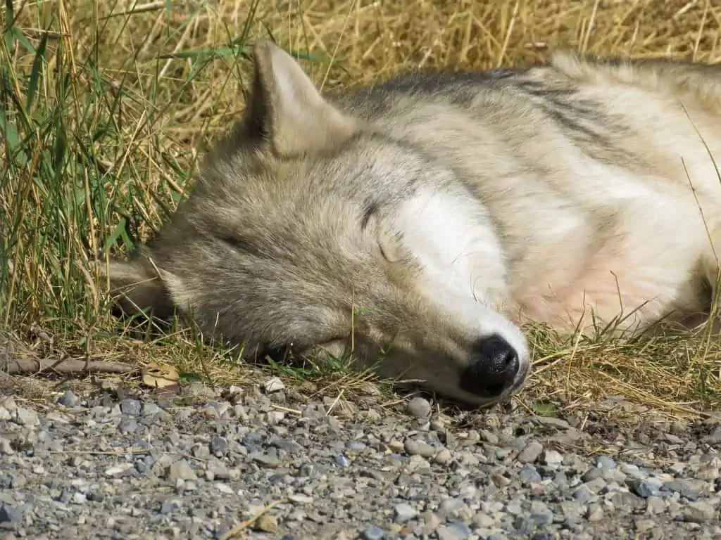 Wolfshund beim schlafen