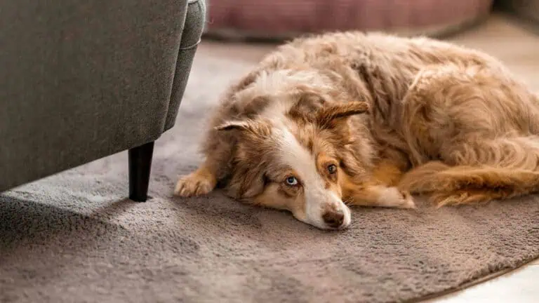 Hund elektrisch geladen