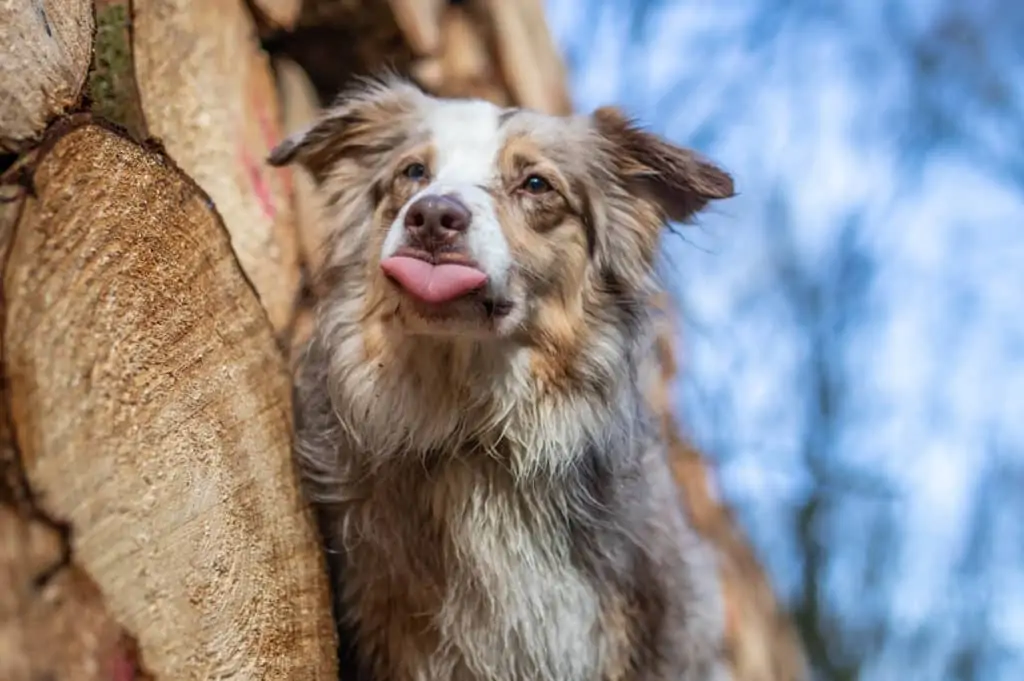 Calming Signals – Erkenne die Beschwichtigungssignale