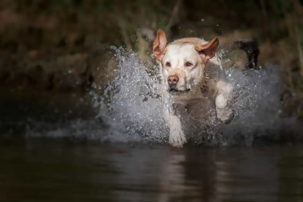 Labrador springt durch Wasser