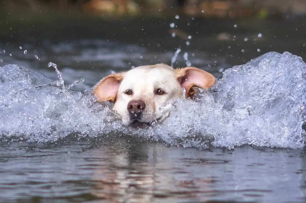 Labrador hat Spaß im Wasser