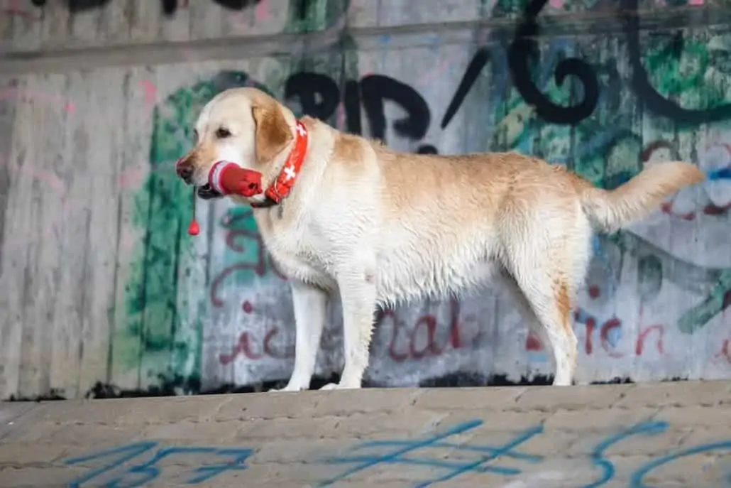 Hunde Nahaufnahme Hund spielt mit ball