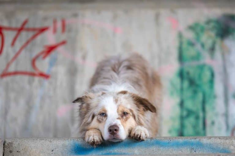 Darmverschluss beim Hund Achtung Lebensgefahr!