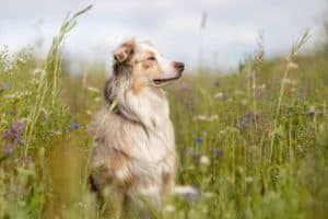 Australian Shepherd