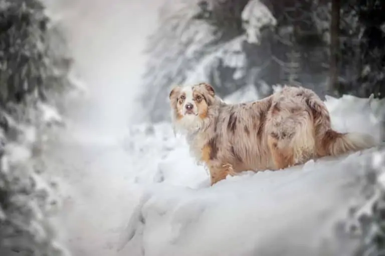 Hund im Winter