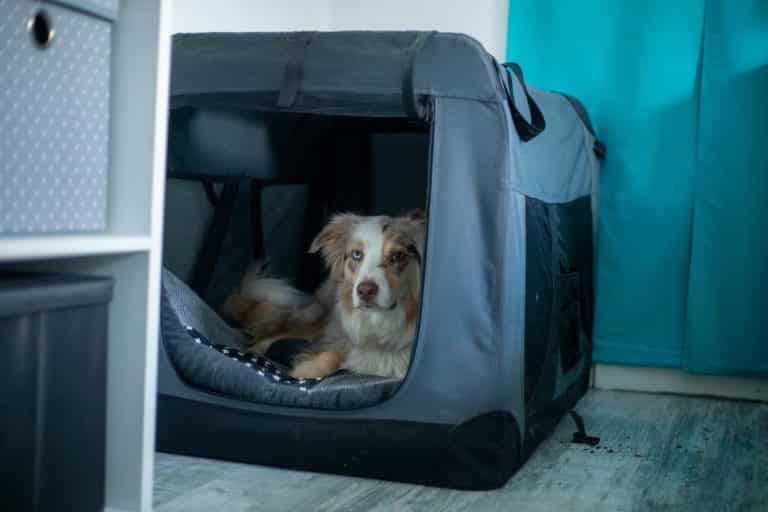 Hundebox