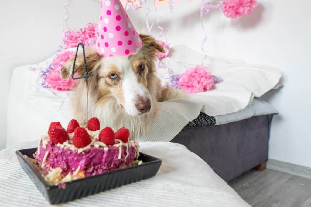 Die zehn besten Geburtstagsgeschenke für Hunde!