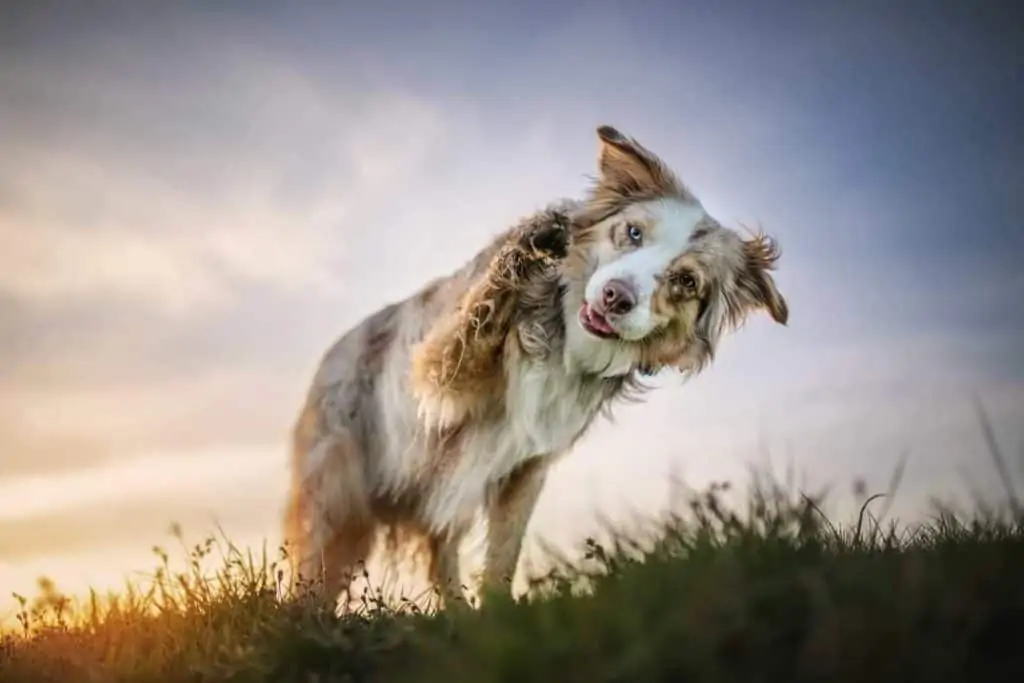 Hundetricks – 10 einfache Anleitungen zum Nachmachen