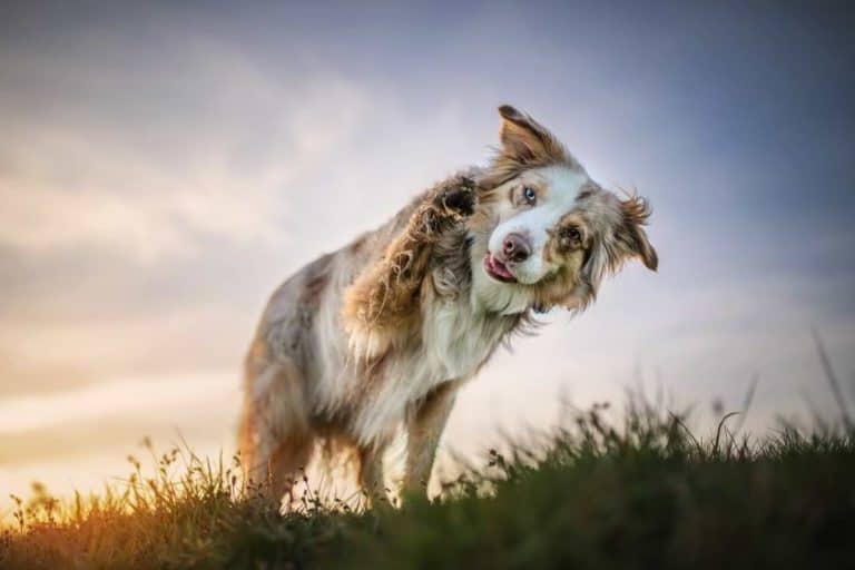Hundetricks