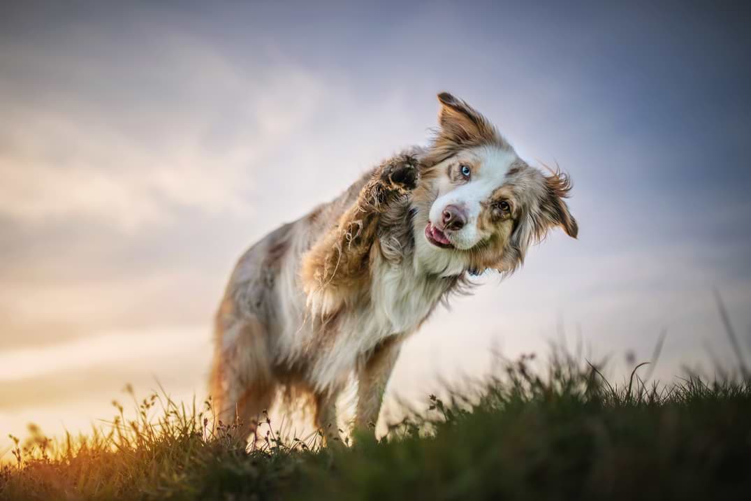 Institut Forhandle springe Hundetricks - 10 einfache Anleitungen zum Nachmachen