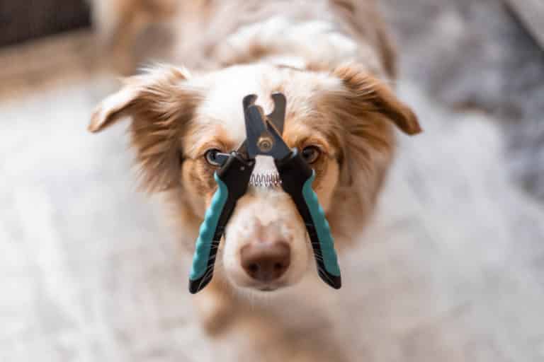 Krallen schneiden beim Hund