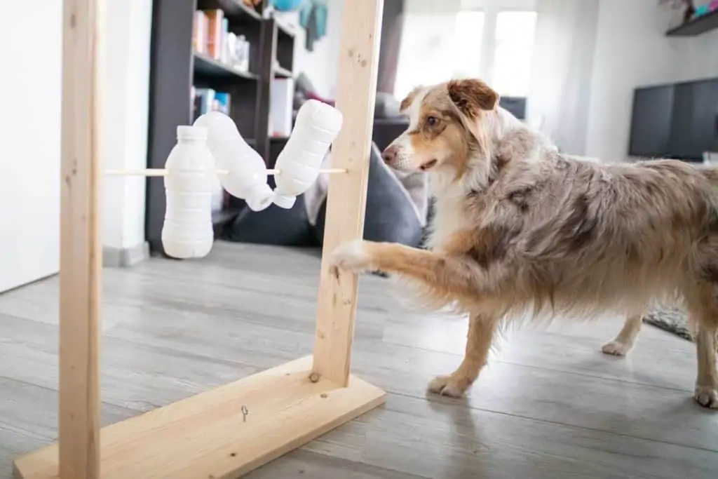 selbstgebautes Intelligenzspielzeug für Hunde