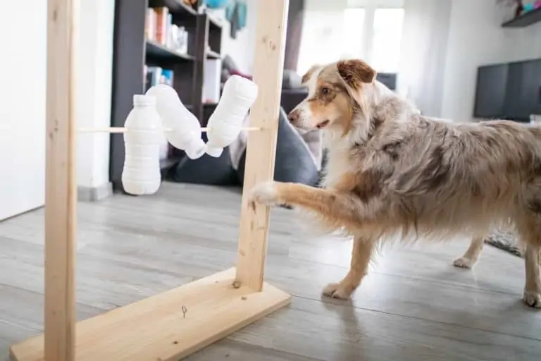 selbstgebautes Intelligenzspielzeug für Hunde