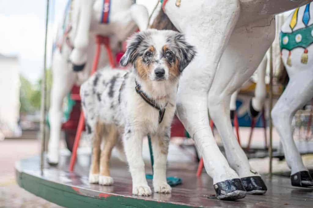Australian Shepherd im Rasseportrait Wesen, Erziehung & Pflege