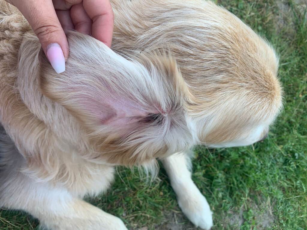 Hund Blutet Am Ohr Was Tun pfoten.net