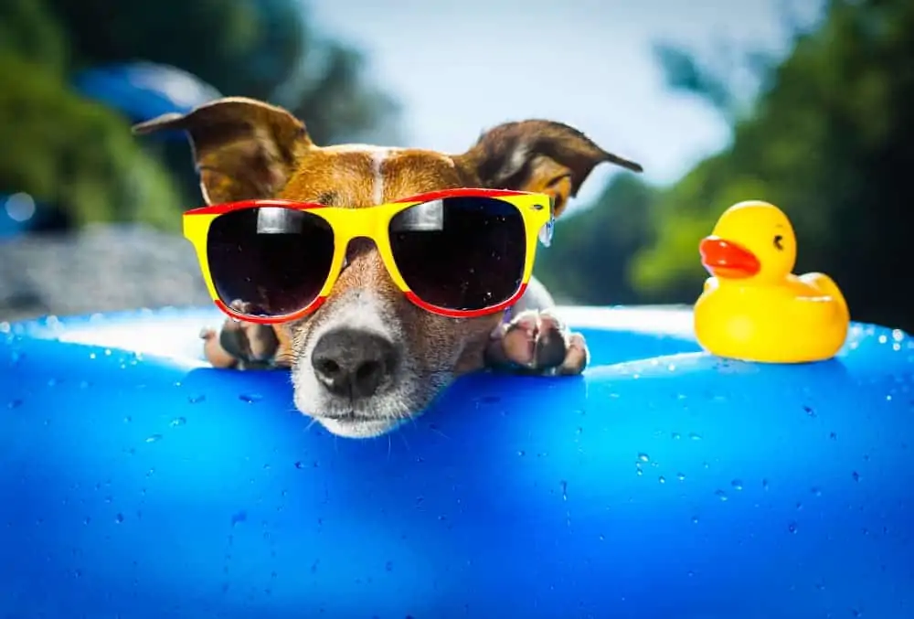 Hund im Pool zur Abkühlung