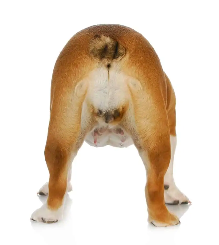 Analdrüsen beim Hund – Behandlung & Vorsorge entzündeter Analbeutel