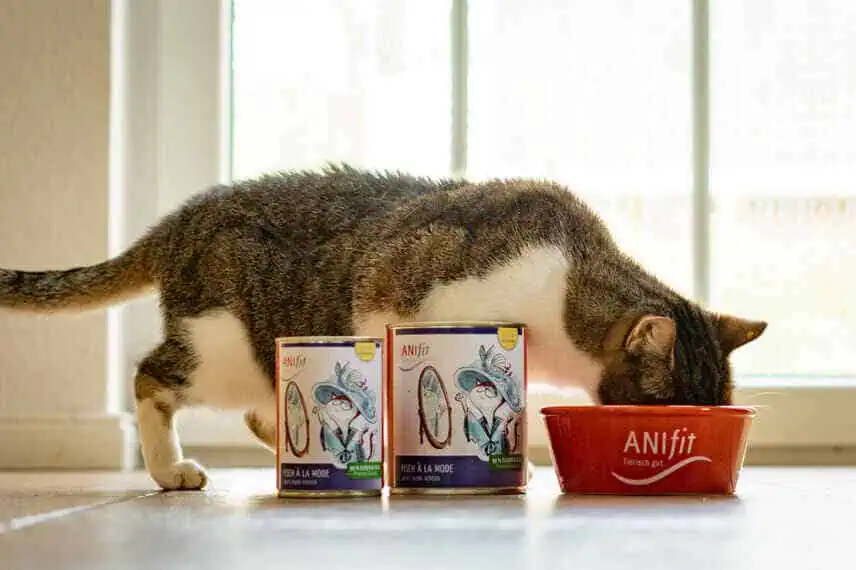 Hochwertiges ANIfit Katzenfutter mit hohem Fleischanteil Katze frisst aus dem Napf