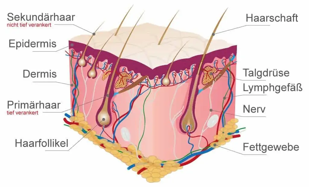 Haut und Fell beim Hund