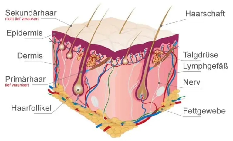 Schmatischer Aufbau der Hundehaut