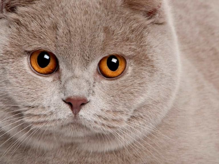BKH Katze - British Kurzhaar Katze | Das Magazin für Tierfreunde