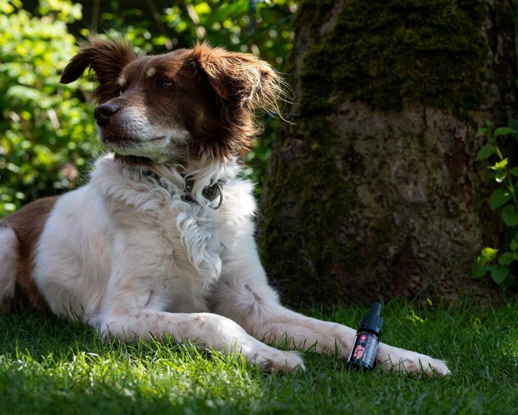 Wirkung von CBD bei Angst und Stress für Hunde