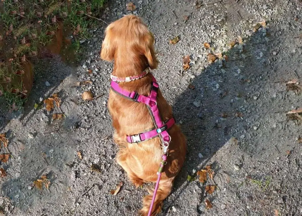 Die Anny-x Hundegeschirre gibt es in allen Größen. Übrigens: Es gibt auch ein Safety Geschirr, welches einen zusätzlichen Taillengurt hat. Perfekt für Angsthunde!