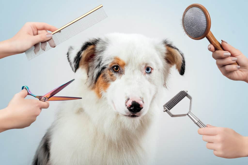 Australian Shepherd beim Hundefriseur