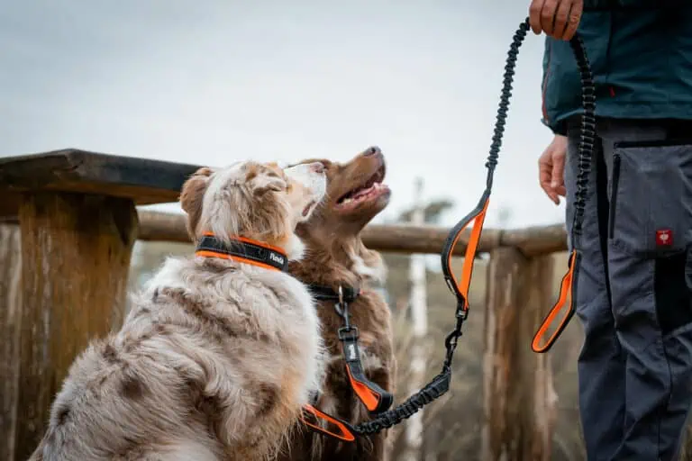 Doppelleine für Hunde