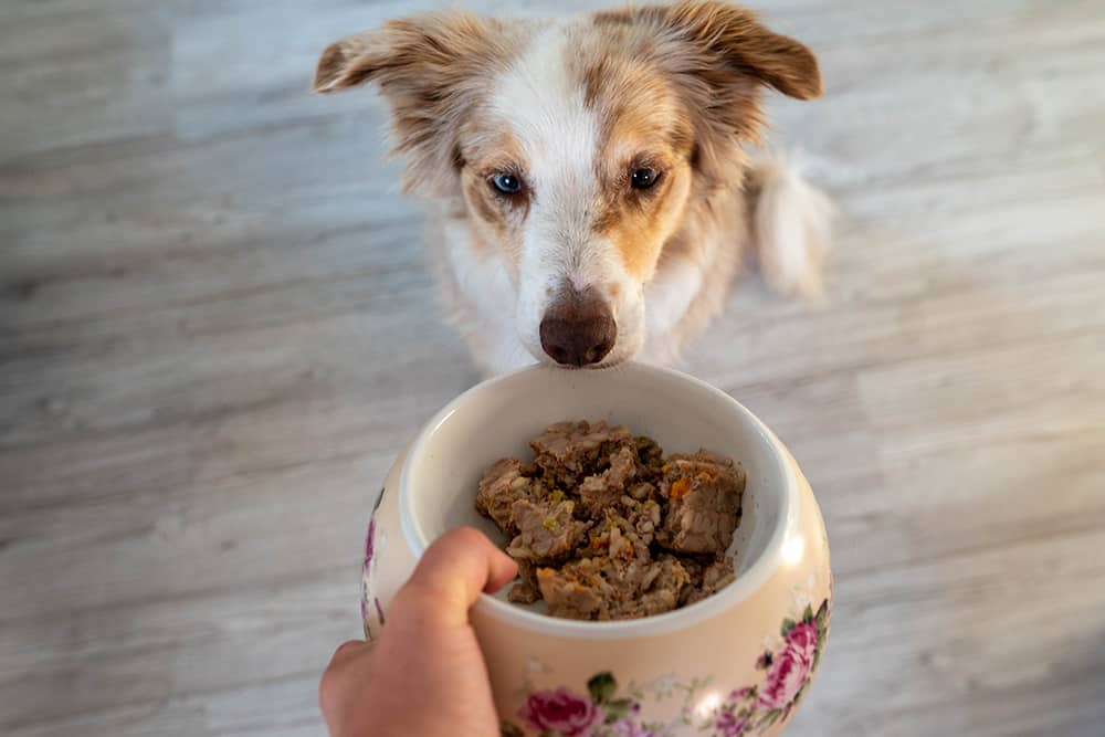 Hund freut sich auf Nassfutter