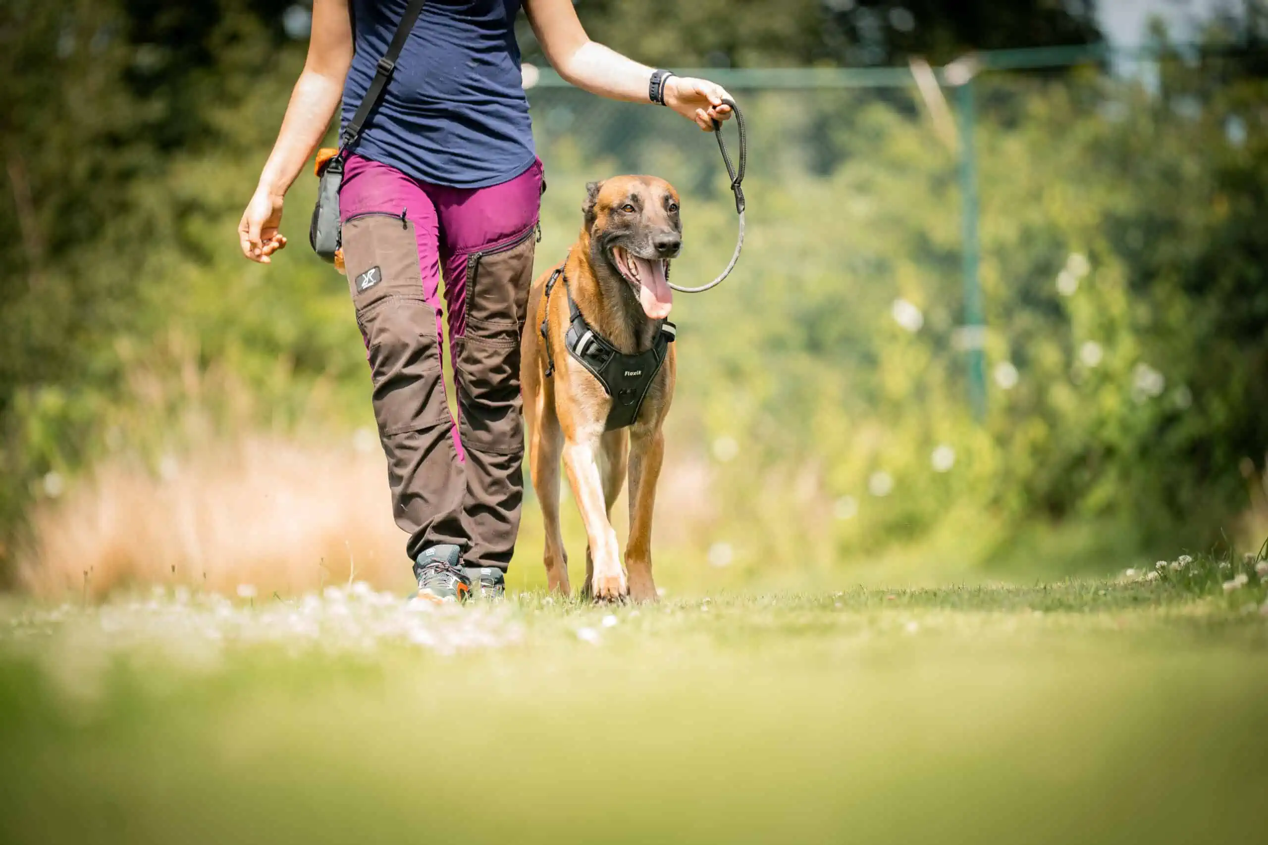 Leinenführigkeit mit einem Hund üben