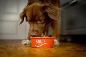 ANIfit Hundefutter Test 2023