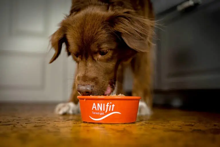 ANIfit Hundefutter Test 2023