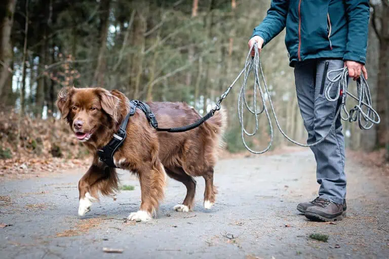 Schleppleine für Hunde