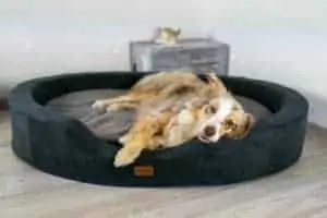 Brunoli Lotte Hundekörbchen