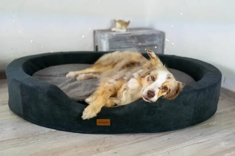 Brunoli Lotte Hundekörbchen