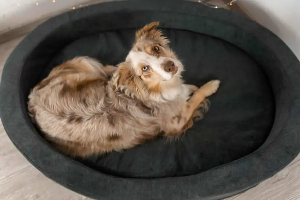 Brunoli Lotte Hundekörbchen