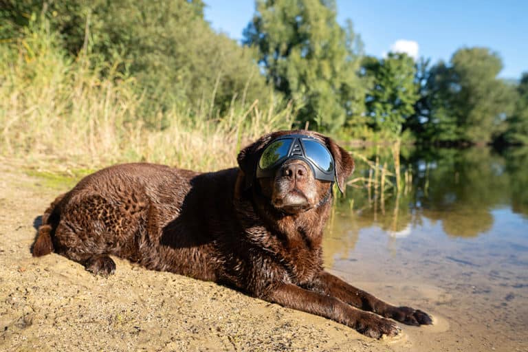 Hundebrille