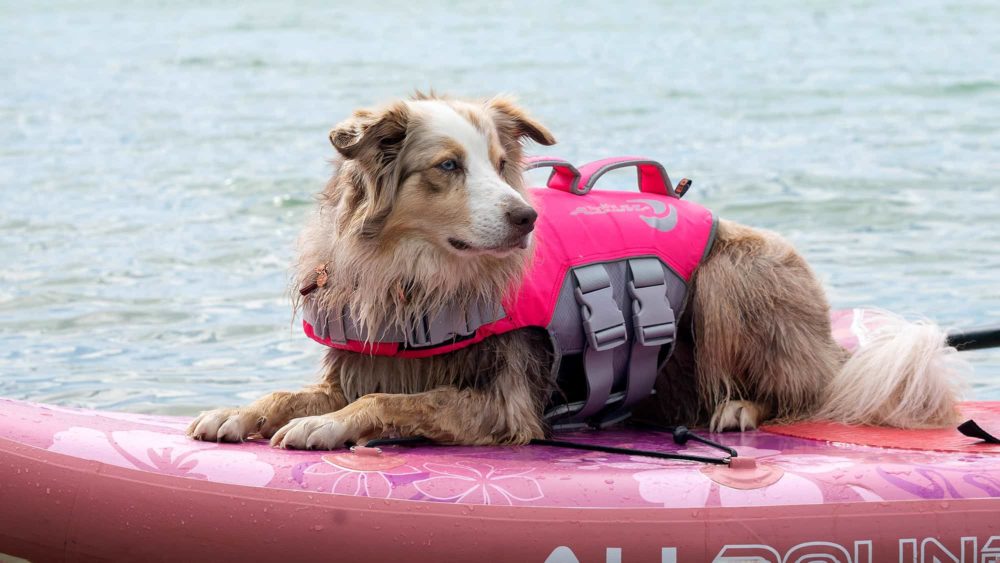 Schwimmwesten für Hunde