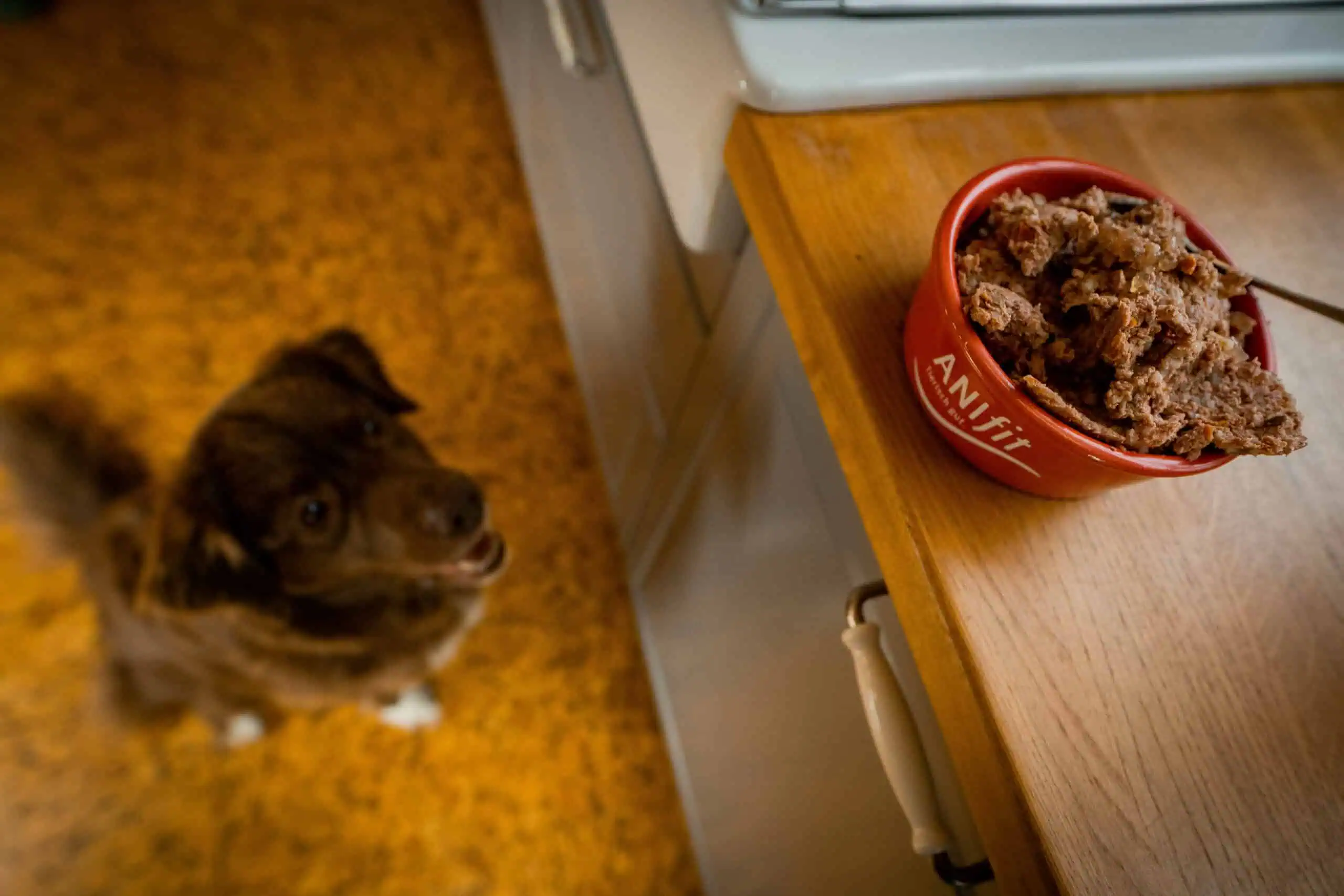 Welpenfutter auf mehrere Fütterungen am Tag verteilen