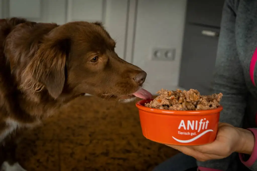 ANIfit Nassfutter – 5 Gründe für das hochwertige Hundefutter