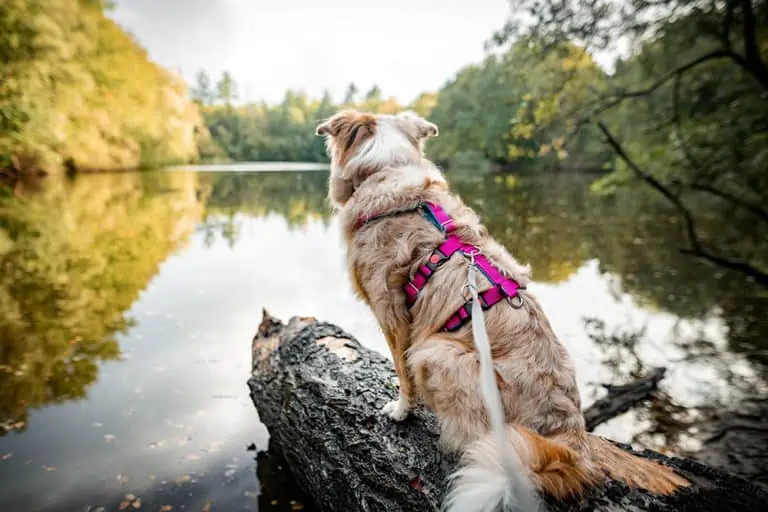 Sicherheitsgeschirr für Hunde
