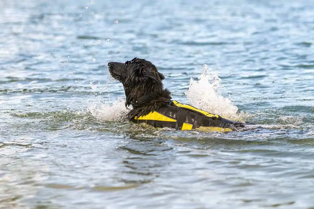 Hund schwimmt mit Schwimmweste
