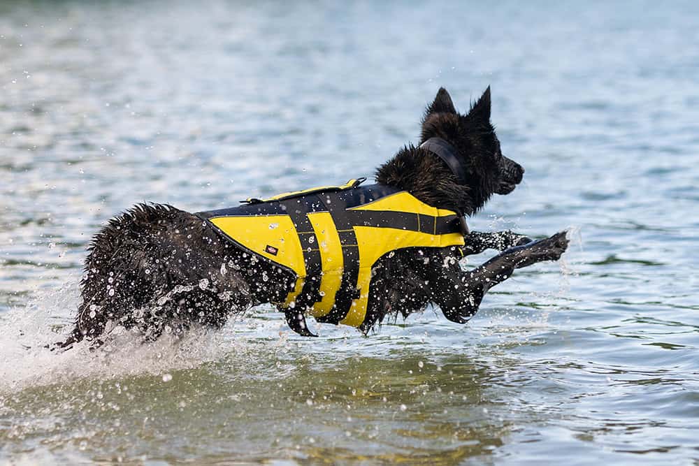 Schwimmwesten für Hunde von Trixie
