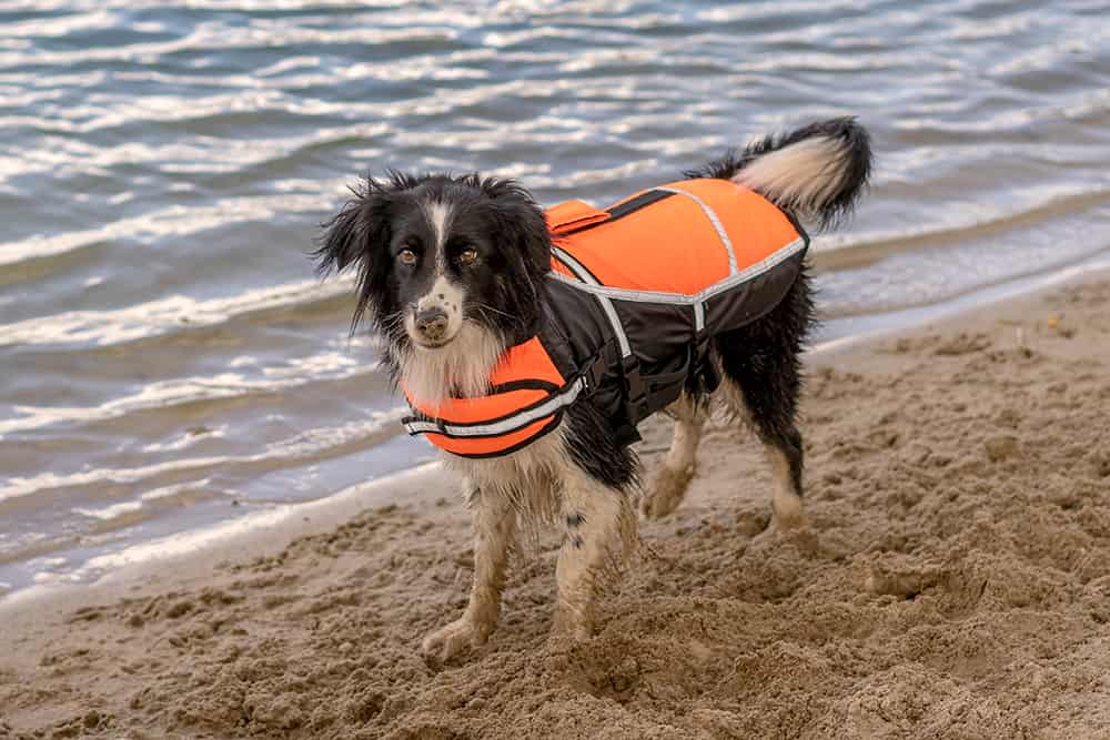 Schwimmwesten für Hunde von Knuffelwuff