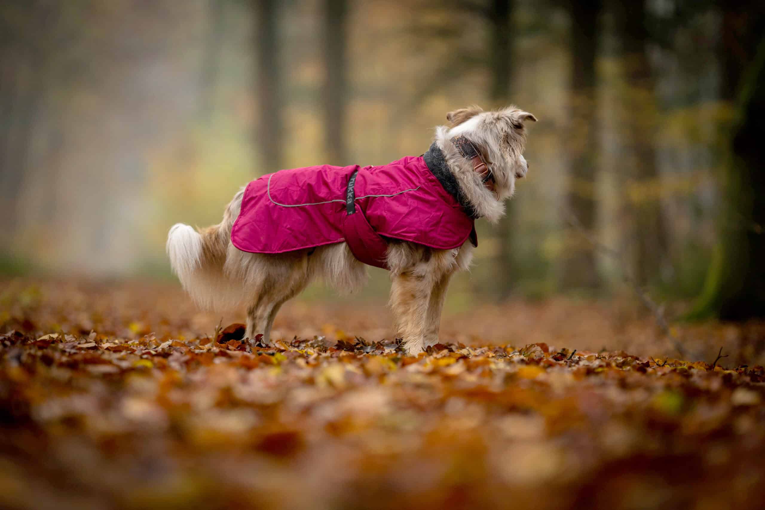 Wintermäntel für Hunde von Rukka
