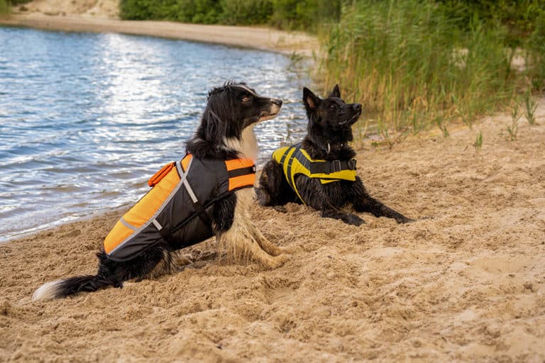 Schwimmwesten für Hunde Testbericht