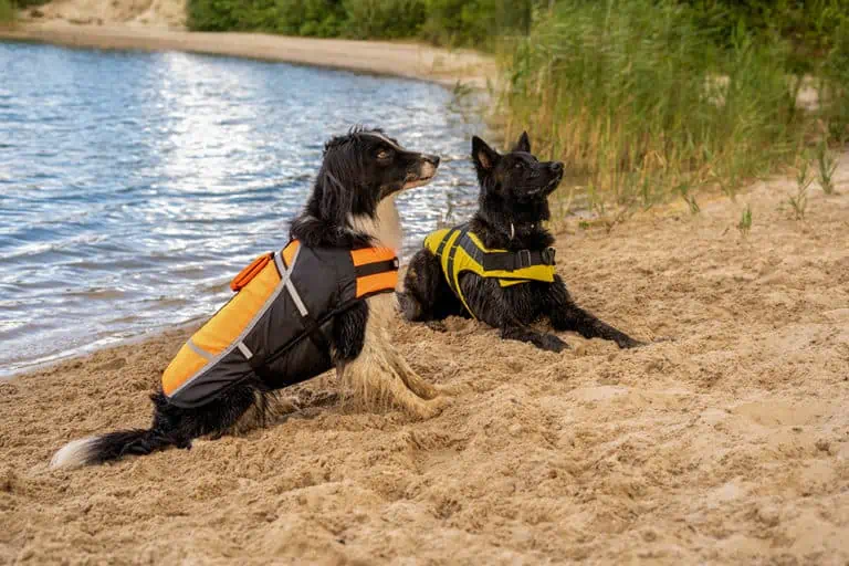 Schwimmwesten für Hunde Testbericht