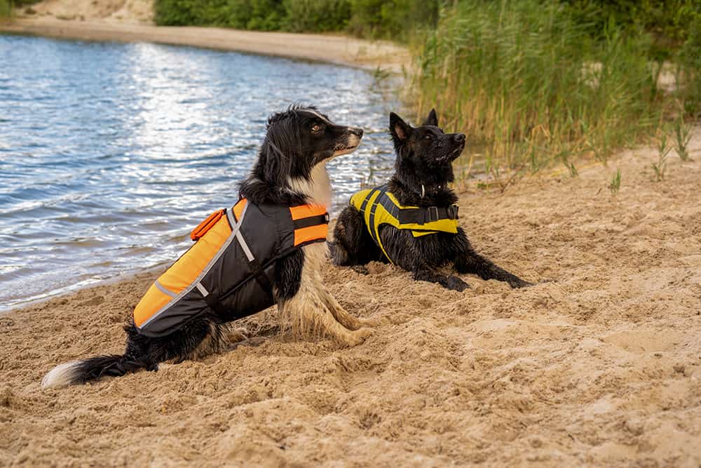 Schwimmwesten für Hunde Testbericht
