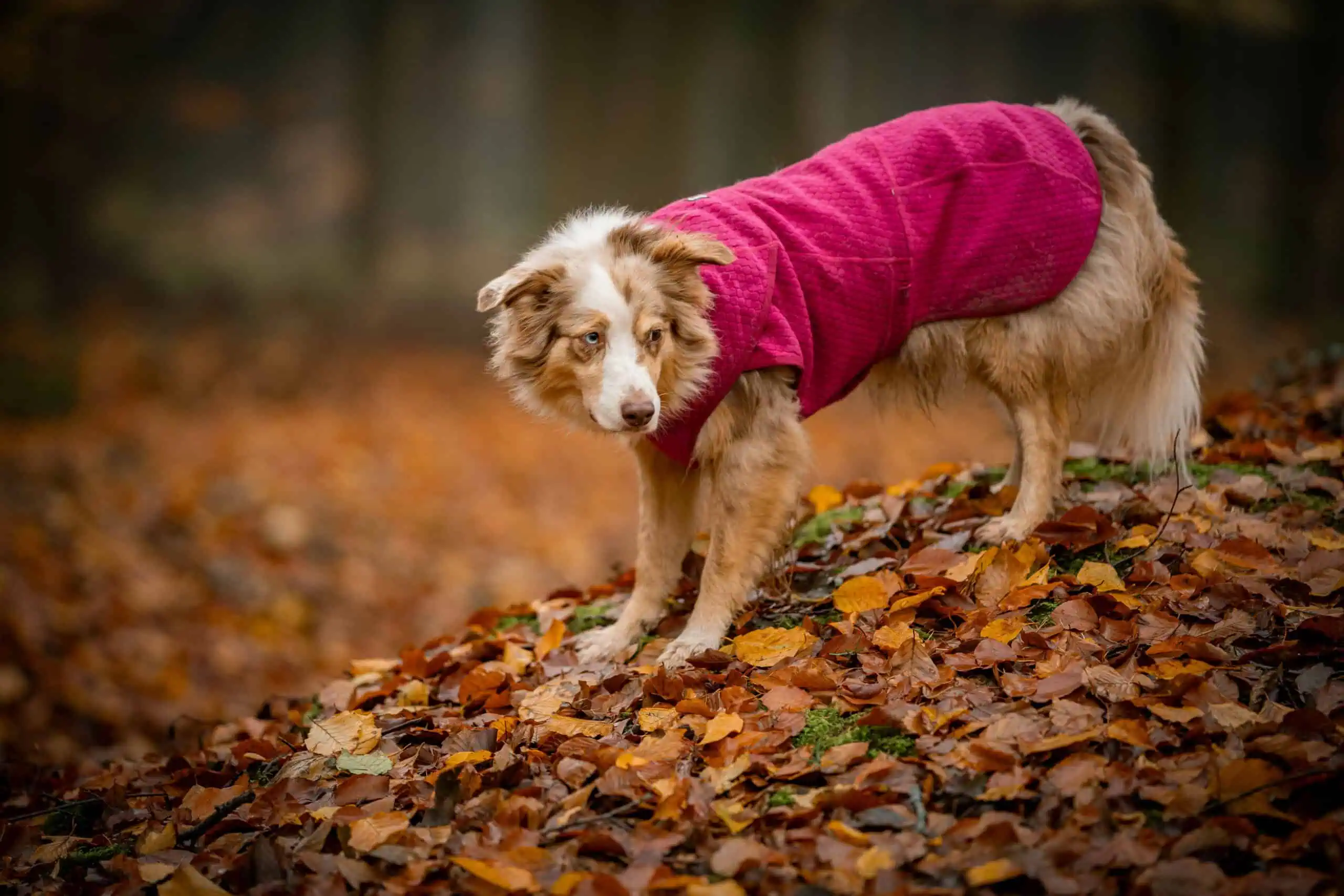 Hurtta Razzle-Dazzle Midlayer Fleecejacken für Hunde